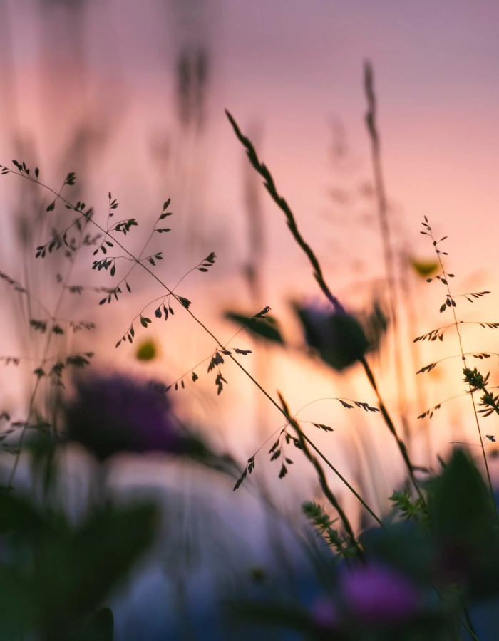 Detailaufnahme eines Feldes mit bunten Blumen bei Sonnenuntergang